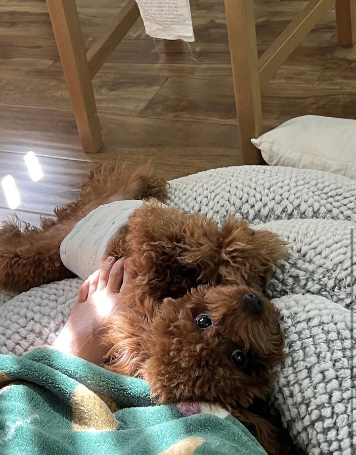 POODLE, ALOHA TEACUP PUPPIES