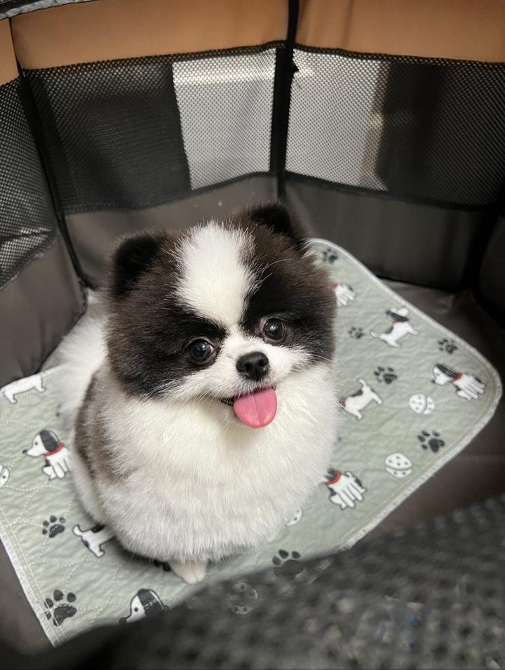 POMERANIAN, ALOHA TEACUP PUPPIES