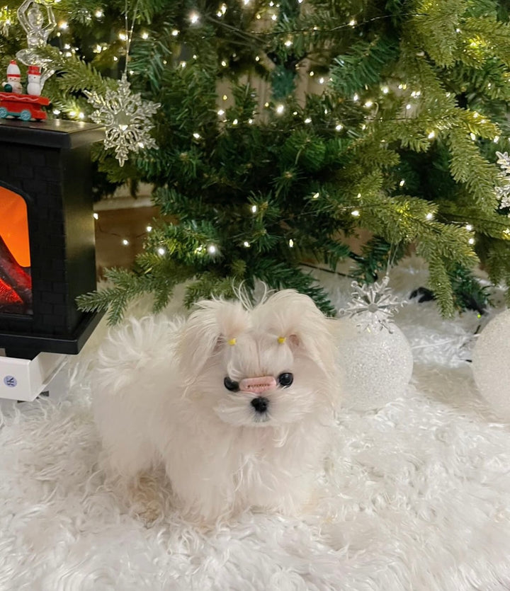 MALTESE, ALOHA TEACUP PUPPIES