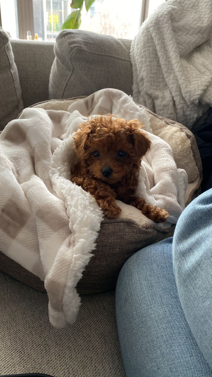 POODLE, ALOHA TEACUP PUPPIES