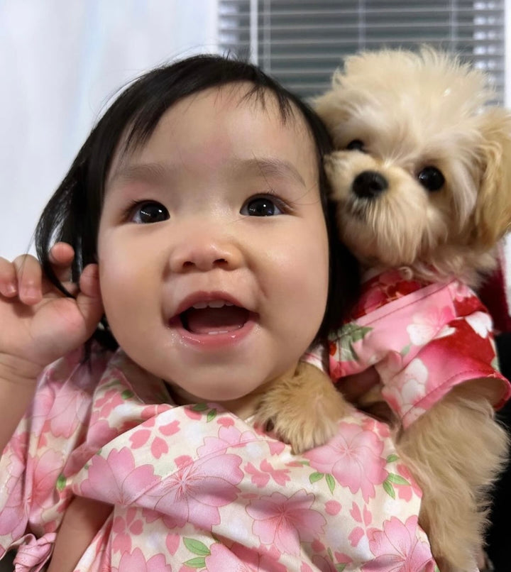 MALTIPOO, ALOHA TEACUP PUPPIES