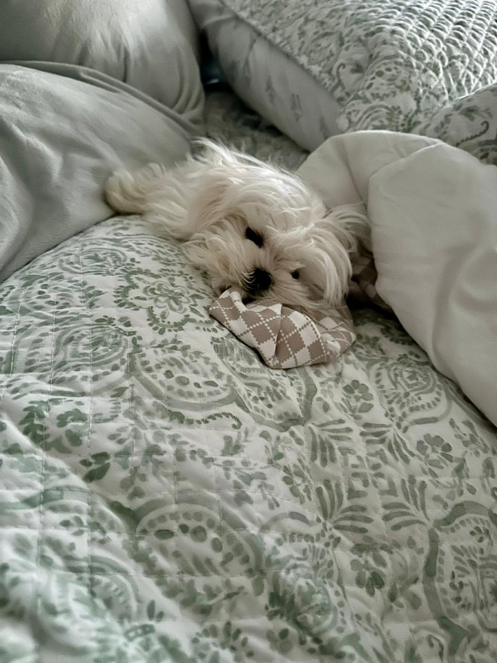 MALTESE, ALOHA TEACUP PUPPIES