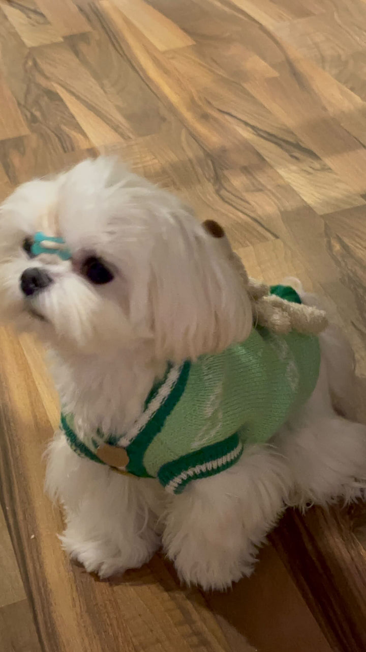 MALTESE, ALOHA TEACUP PUPPIES