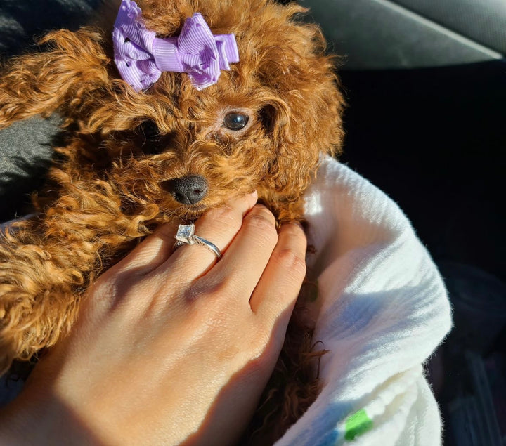 POODLE, ALOHA TEACUP PUPPIES