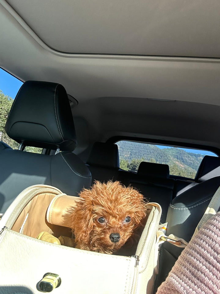 POODLE, ALOHA TEACUP PUPPIES