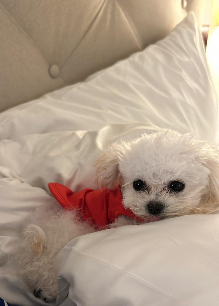 POODLE, ALOHA TEACUP PUPPIES