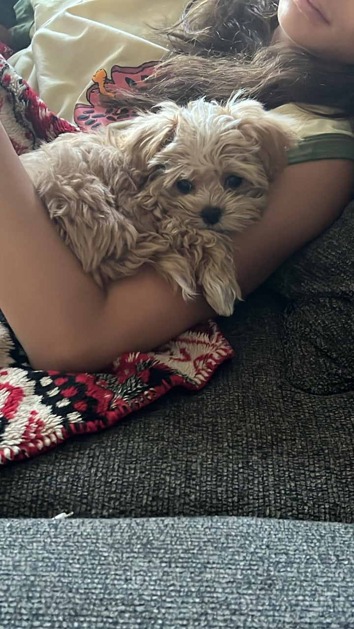 MALTIPOO, ALOHA TEACUP PUPPIES