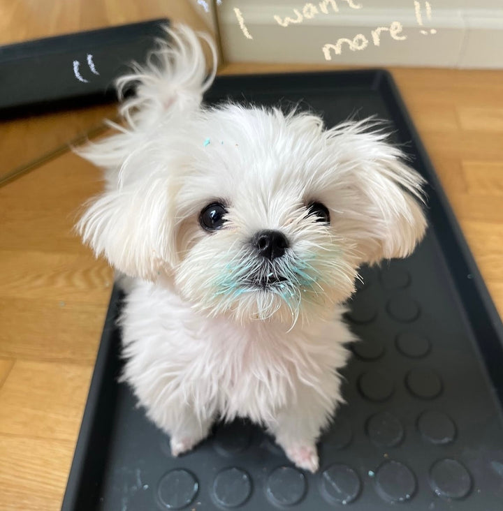 MALTESE, ALOHA TEACUP PUPPIES