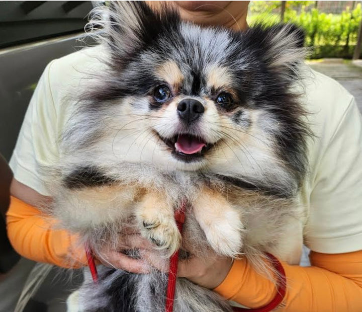 POMERANIAN, ALOHA TEACUP PUPPIES