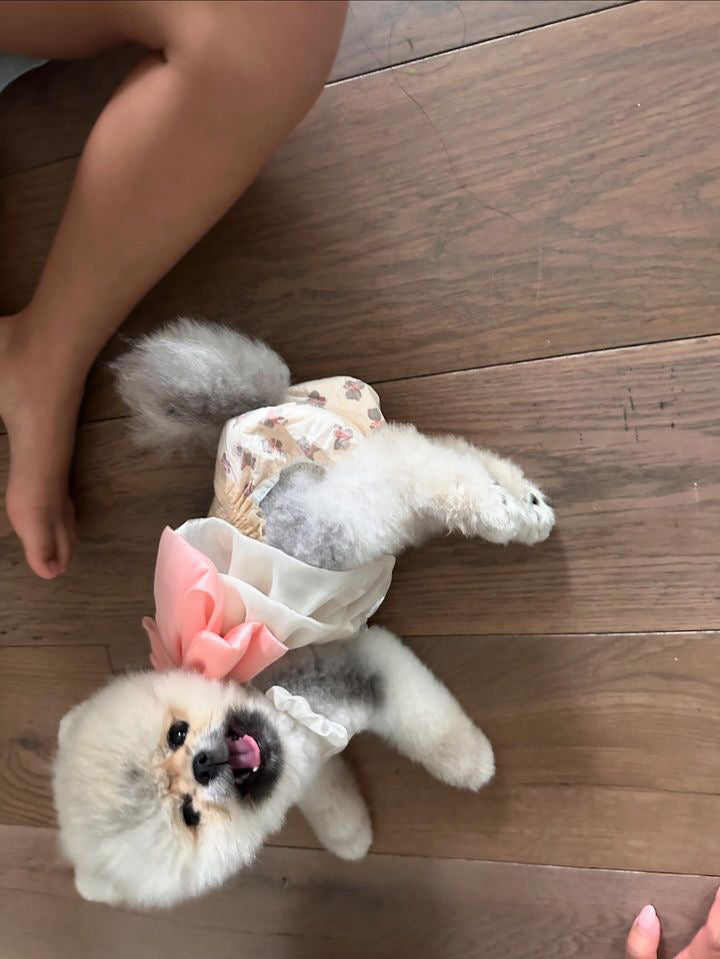 POMERANIAN, ALOHA TEACUP PUPPIES