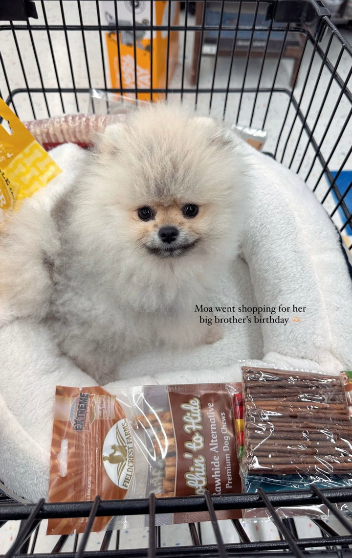 POMERANIAN, ALOHA TEACUP PUPPIES