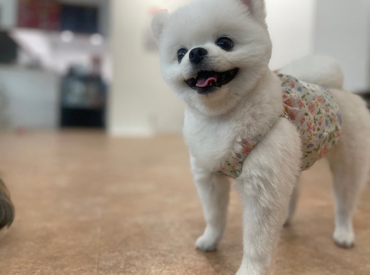 POMERANIAN, ALOHA TEACUP PUPPIES