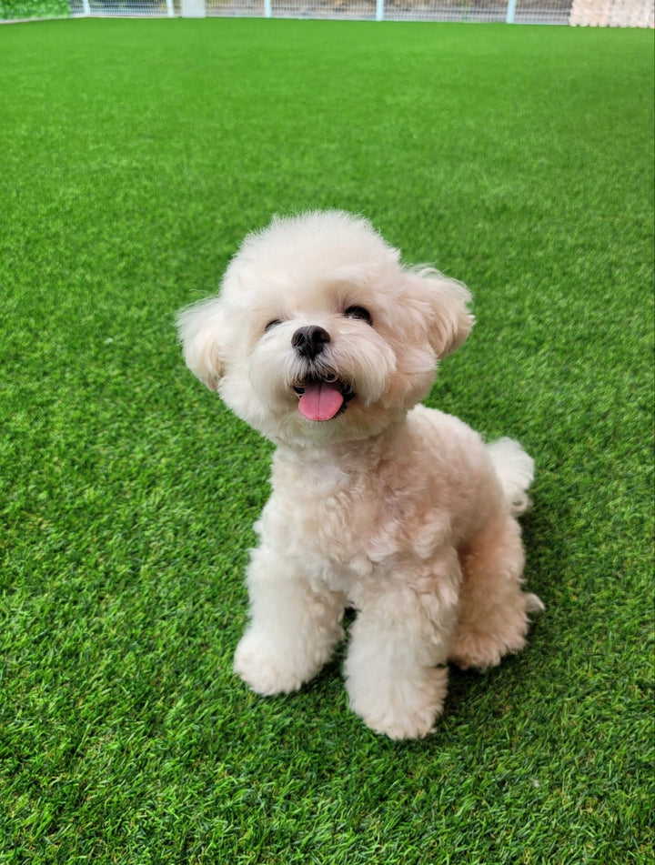 MALTIPOO, ALOHA TEACUP PUPPIES