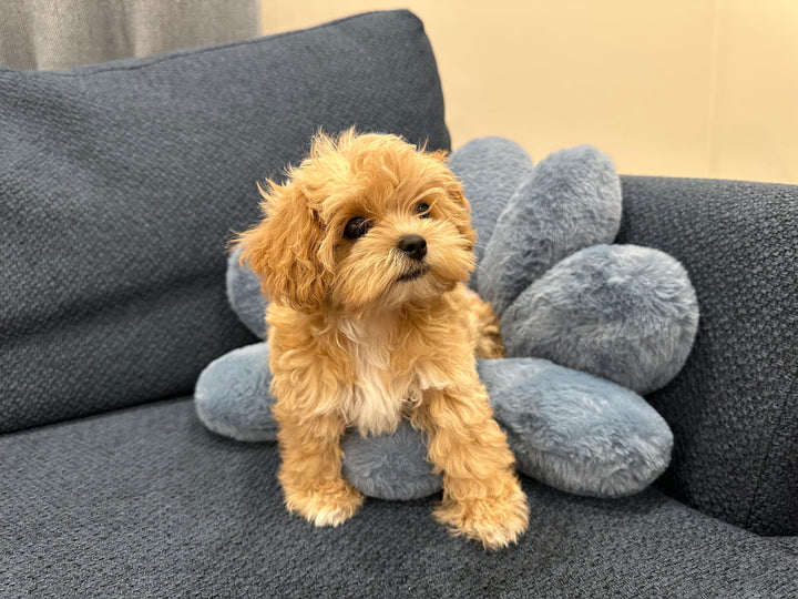 MALTIPOO, ALOHA TEACUP PUPPIES