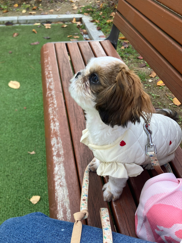 SHIHTZU, ALOHA TEACUP PUPPIES