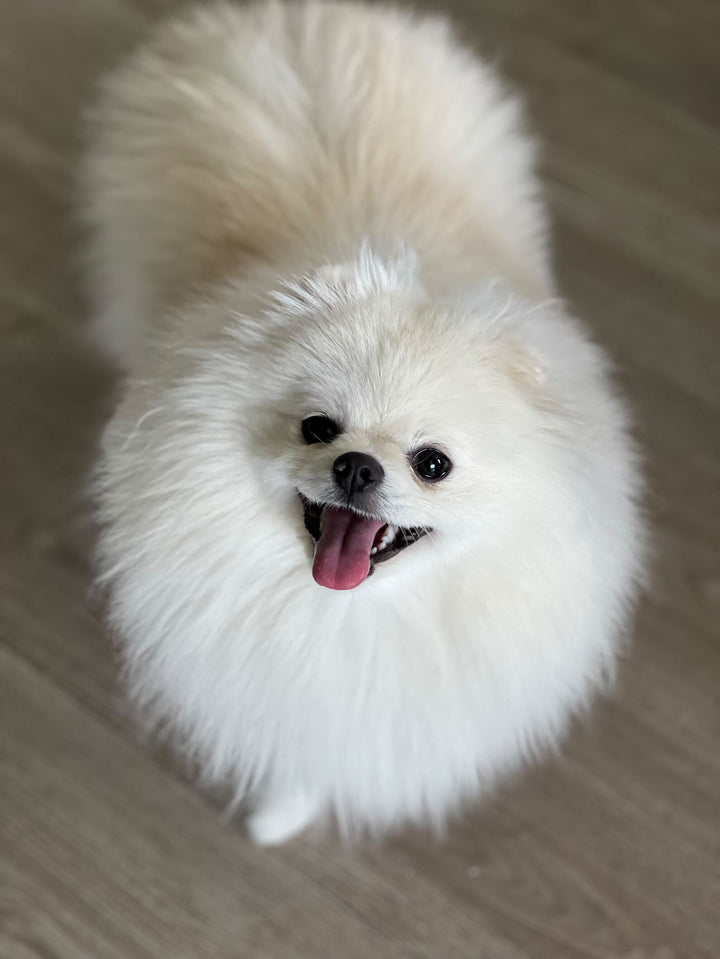 POMERANIAN, ALOHA TEACUP PUPPIES