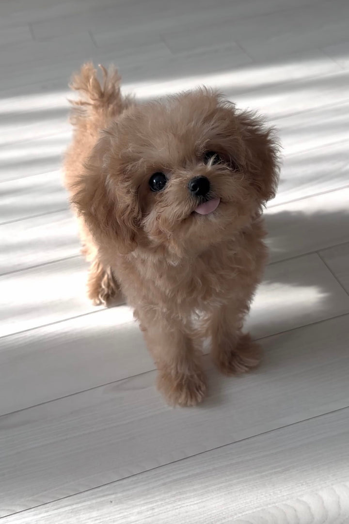 MALTIPOO, ALOHA TEACUP PUPPIES