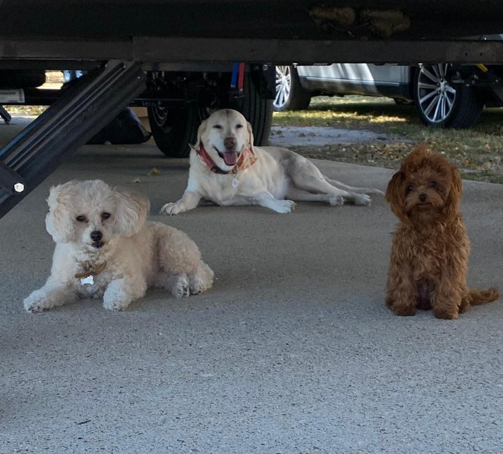 MALTIPOO, ALOHA TEACUP PUPPIES