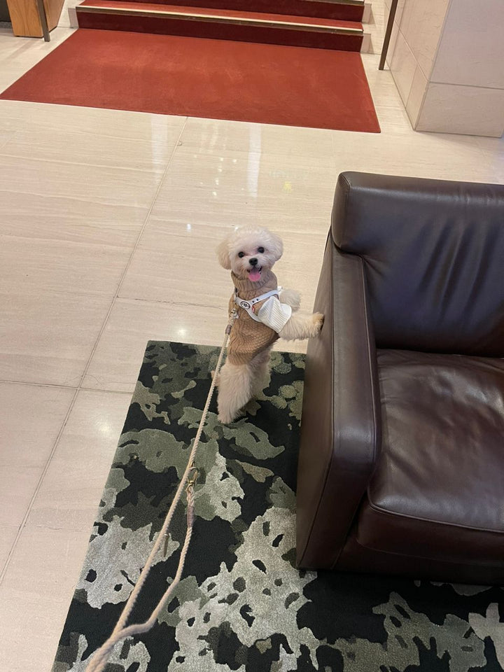 MALTIPOO, ALOHA TEACUP PUPPIES