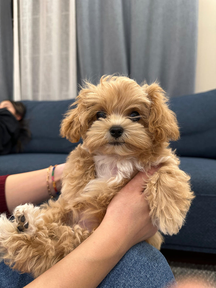 MALTIPOO, ALOHA TEACUP PUPPIES