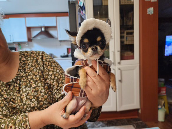 CHIHUAHUA, ALOHA TEACUP PUPPIES