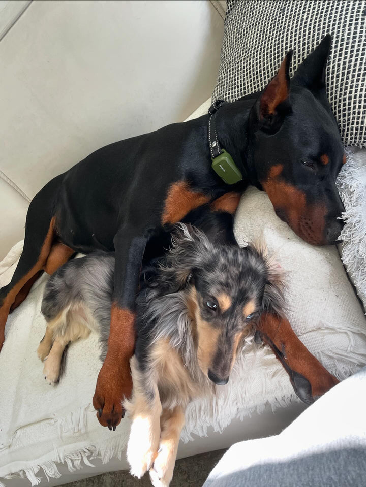 DACHSHUND, ALOHA TEACUP PUPPIES