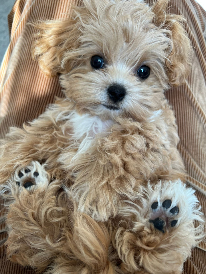 MALTIPOO, ALOHA TEACUP PUPPIES