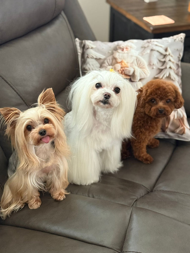 POODLE, ALOHA TEACUP PUPPIES