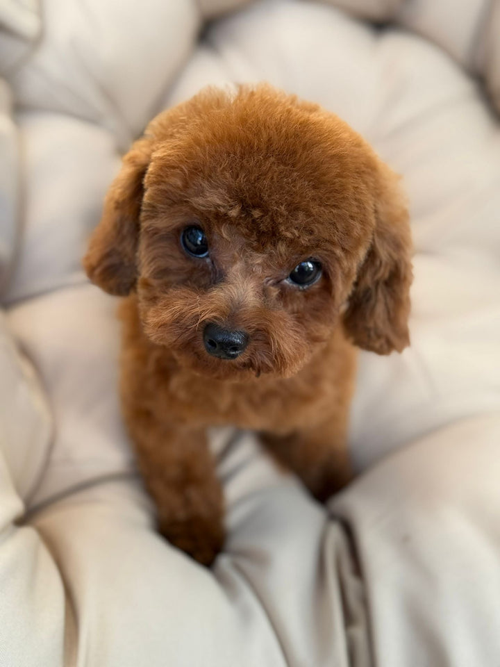 POODLE, ALOHA TEACUP PUPPIES