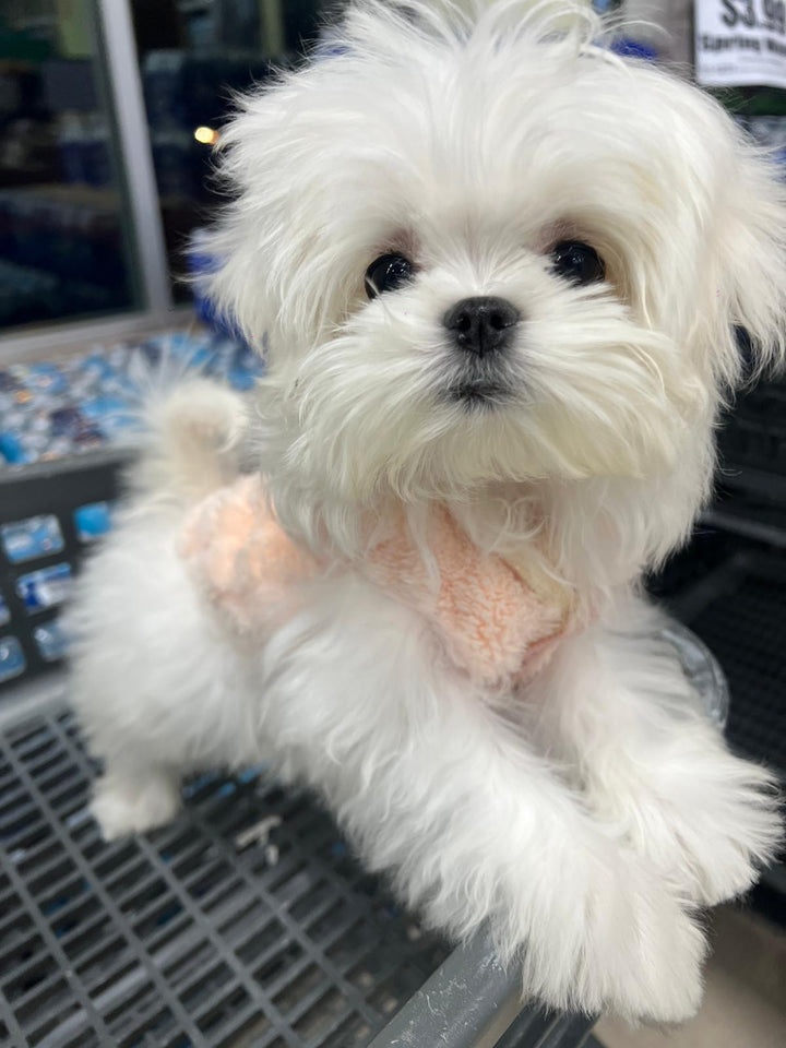 MALTESE, ALOHA TEACUP PUPPIES