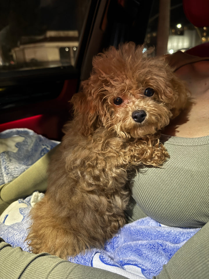 POODLE, ALOHA TEACUP PUPPIES