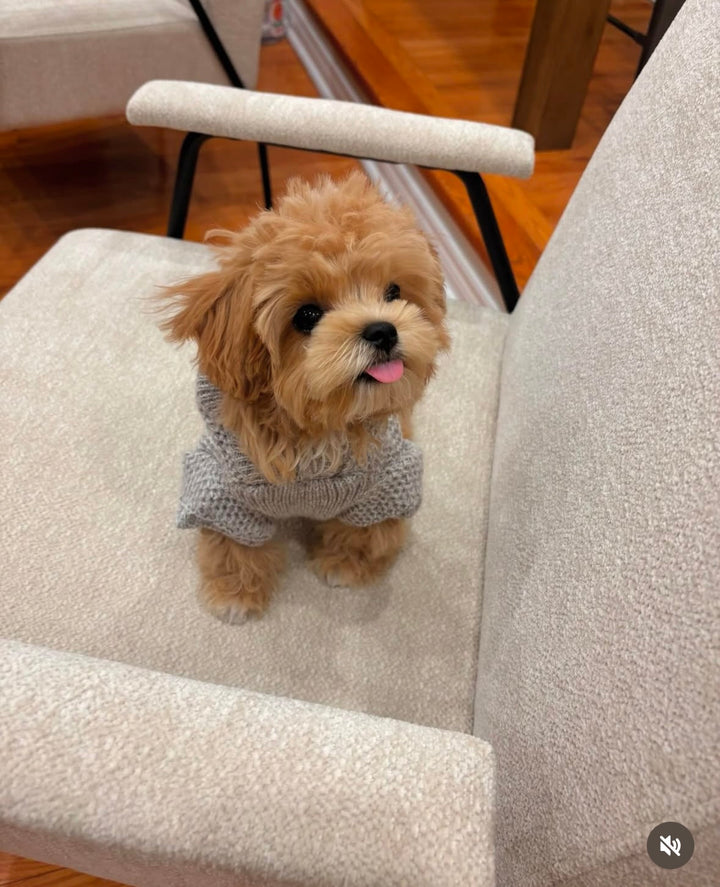 MALTIPOO, ALOHA TEACUP PUPPIES