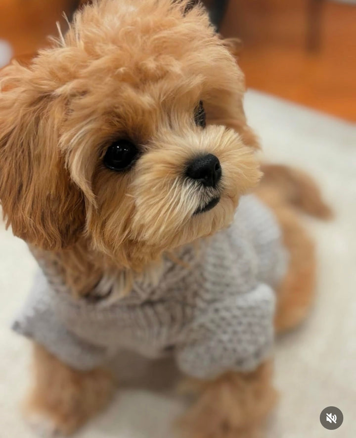 MALTIPOO, ALOHA TEACUP PUPPIES