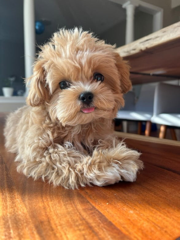 MALTIPOO, ALOHA TEACUP PUPPIES