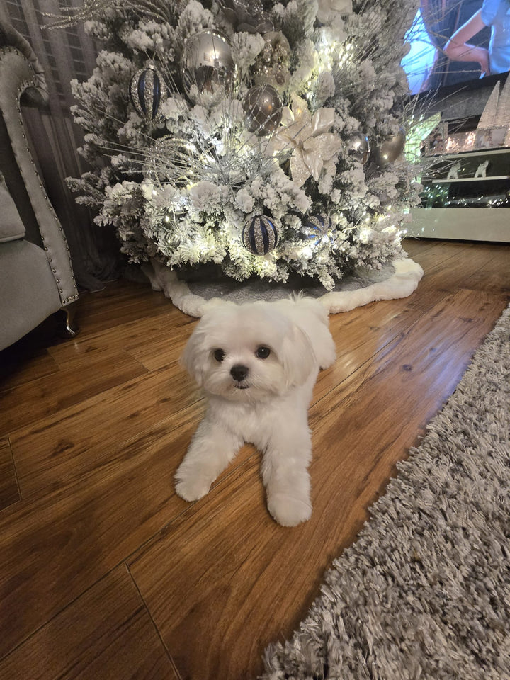 MALTESE, ALOHA TEACUP PUPPIES