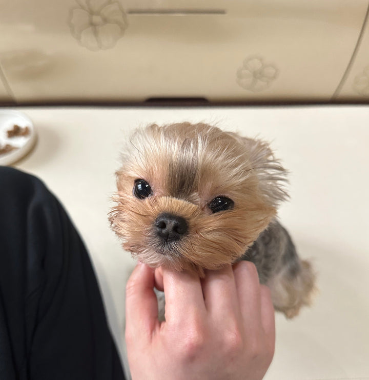 YORKIE, ALOHA TEACUP PUPPIES