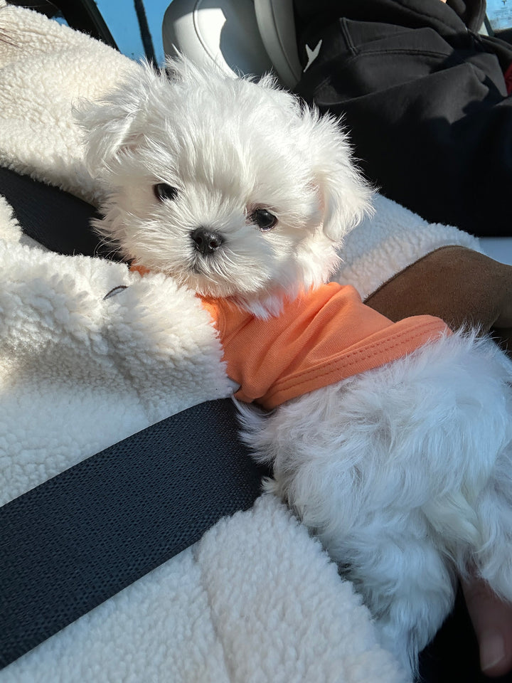 MALTESE, ALOHA TEACUP PUPPIES