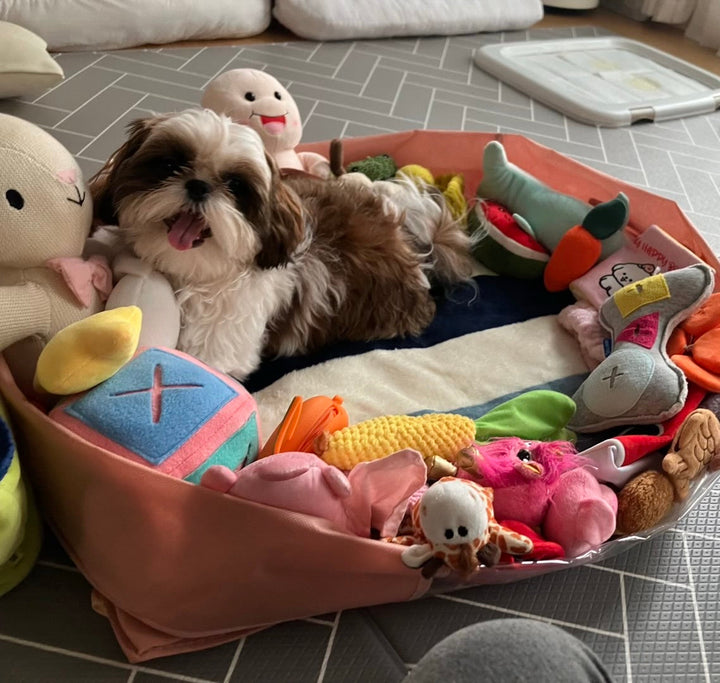 SHIHTZU, ALOHA TEACUP PUPPIES