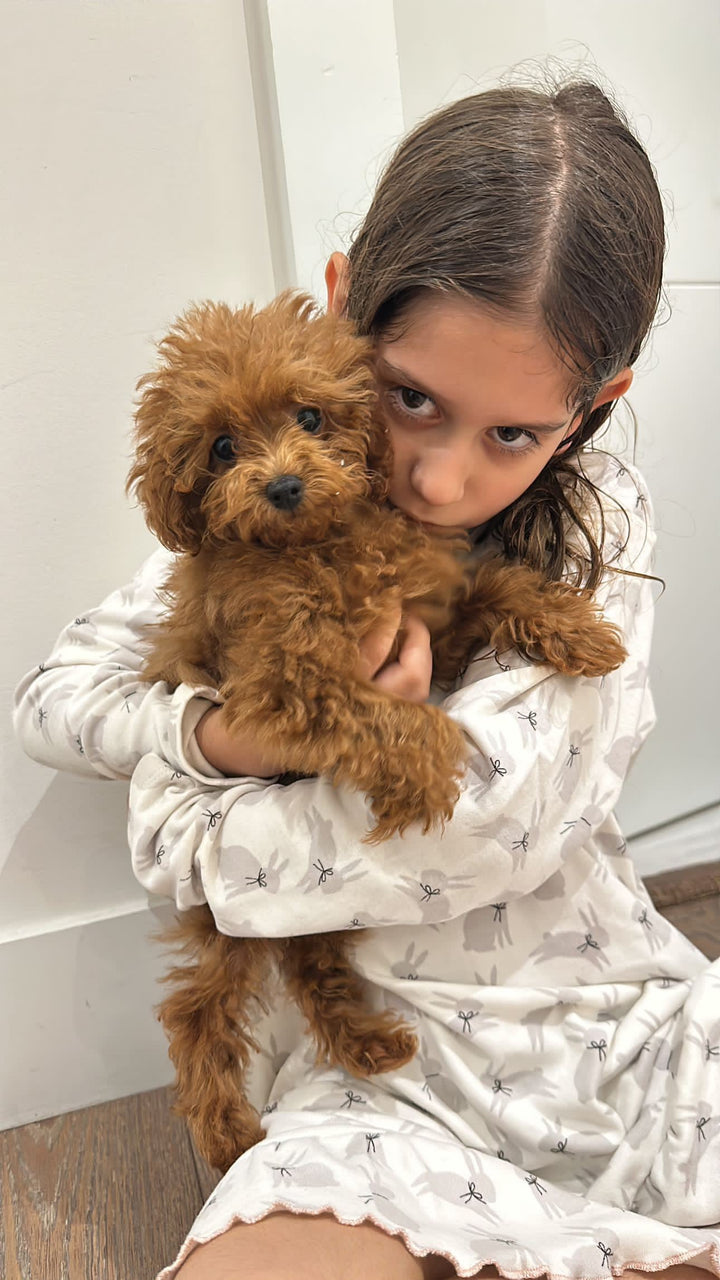 POODLE, ALOHA TEACUP PUPPIES