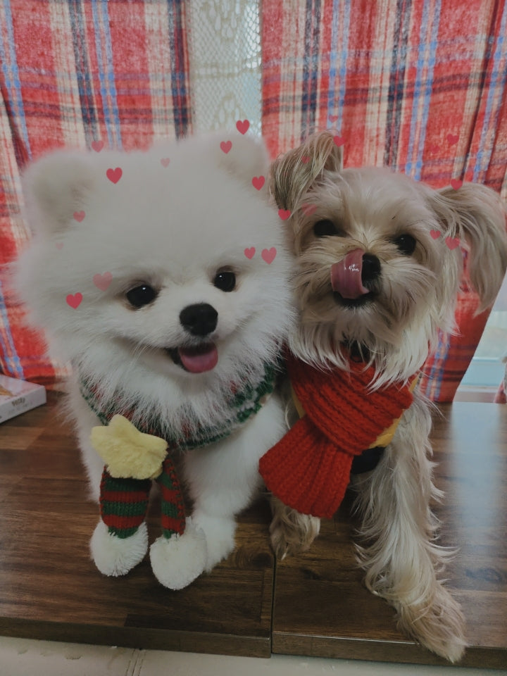 POMERANIAN, ALOHA TEACUP PUPPIES