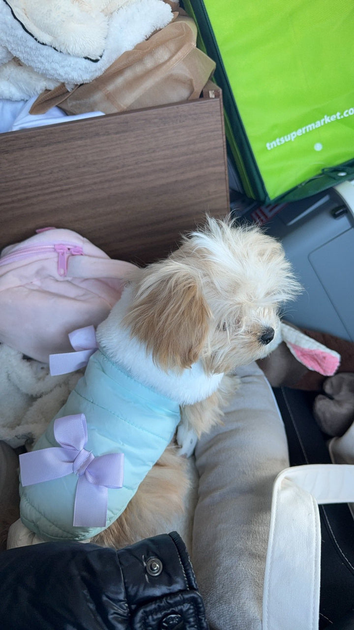 MALTIPOO, ALOHA TEACUP PUPPIES