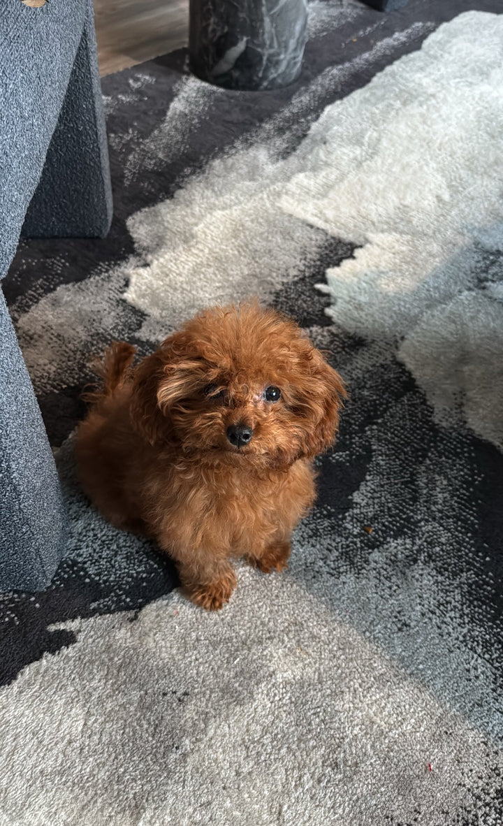 POODLE, ALOHA TEACUP PUPPIES