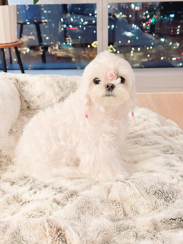 MALTESE, ALOHA TEACUP PUPPIES