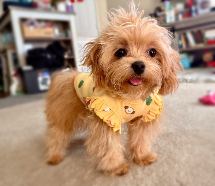 MALTIPOO, ALOHA TEACUP PUPPIES