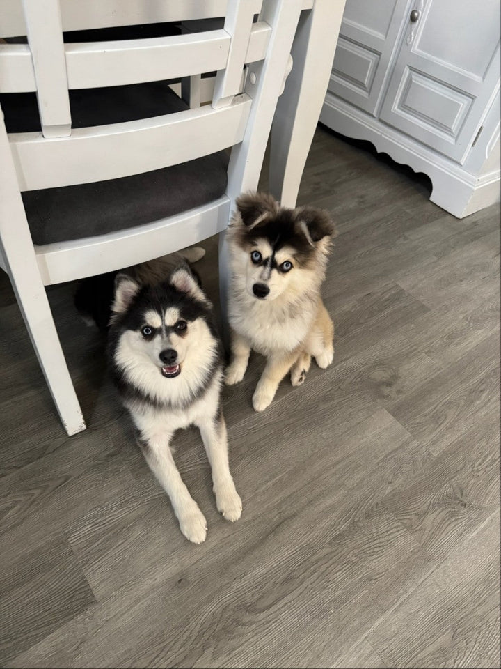 POMSKY, ALOHA TEACUP PUPPIES