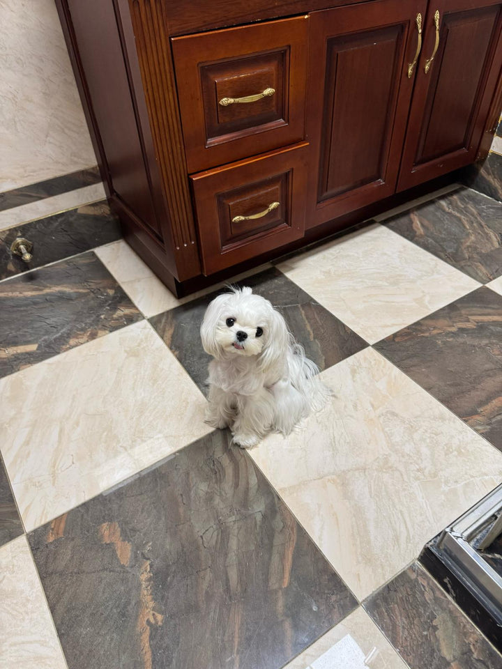 MALTESE, ALOHA TEACUP PUPPIES