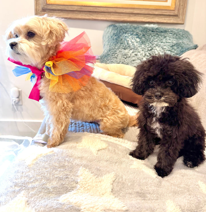 POODLE, ALOHA TEACUP PUPPIES