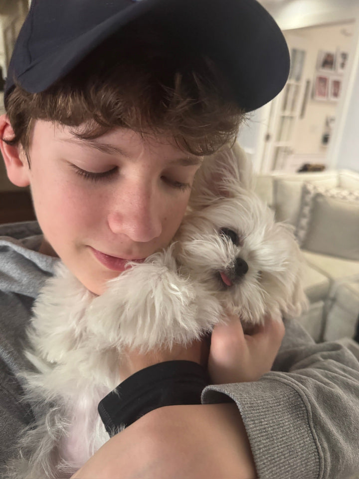 MALTESE, ALOHA TEACUP PUPPIES
