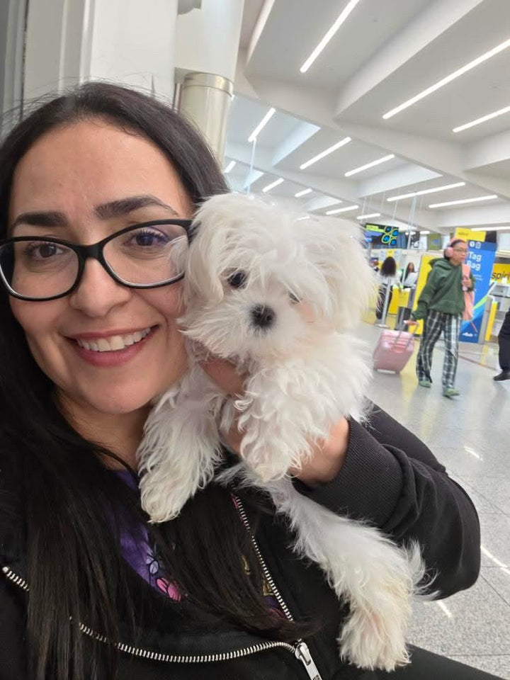 MALTESE, ALOHA TEACUP PUPPIES