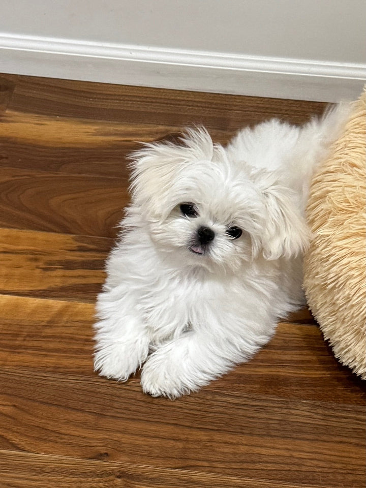MALTESE, ALOHA TEACUP PUPPIES